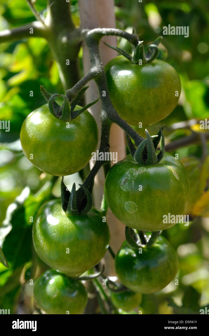 Closeup of Green Organic Gardeners Delight Tomatoes (Solanum