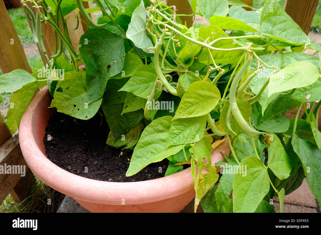 Dwarf beans growing hires stock photography and images Alamy