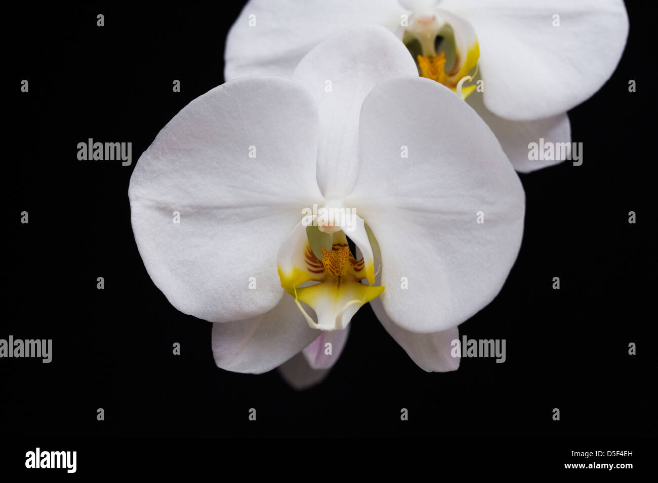 Phalaenopsis cultivar. Moth orchid flower. White flowers against a black background. Stock Photo