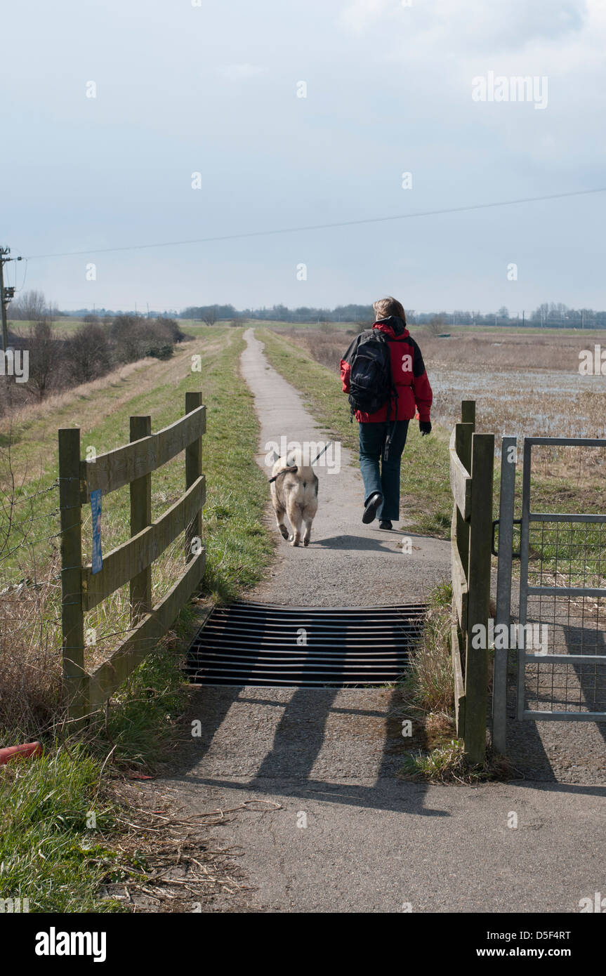 Ely Fens, Cambridgeshire,England,March 2013. Dog walking  on one of the many pathways in the Fens at Ely. Stock Photo