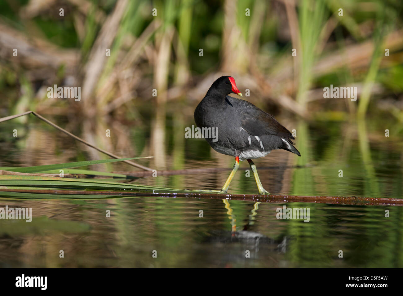 Moorhen feeding on the shores of the Haines Creek River in Lake County Leesburg, Florida USA Stock Photo