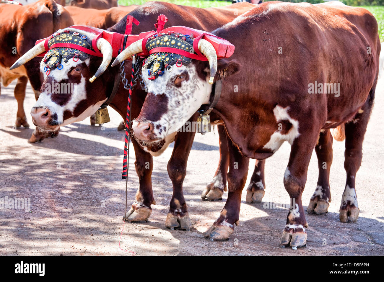 Team of oxen with a traditional decorated yoke. Stock Photo