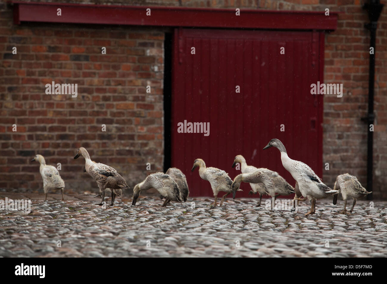 Indian runner ducks in a line Stock Photo