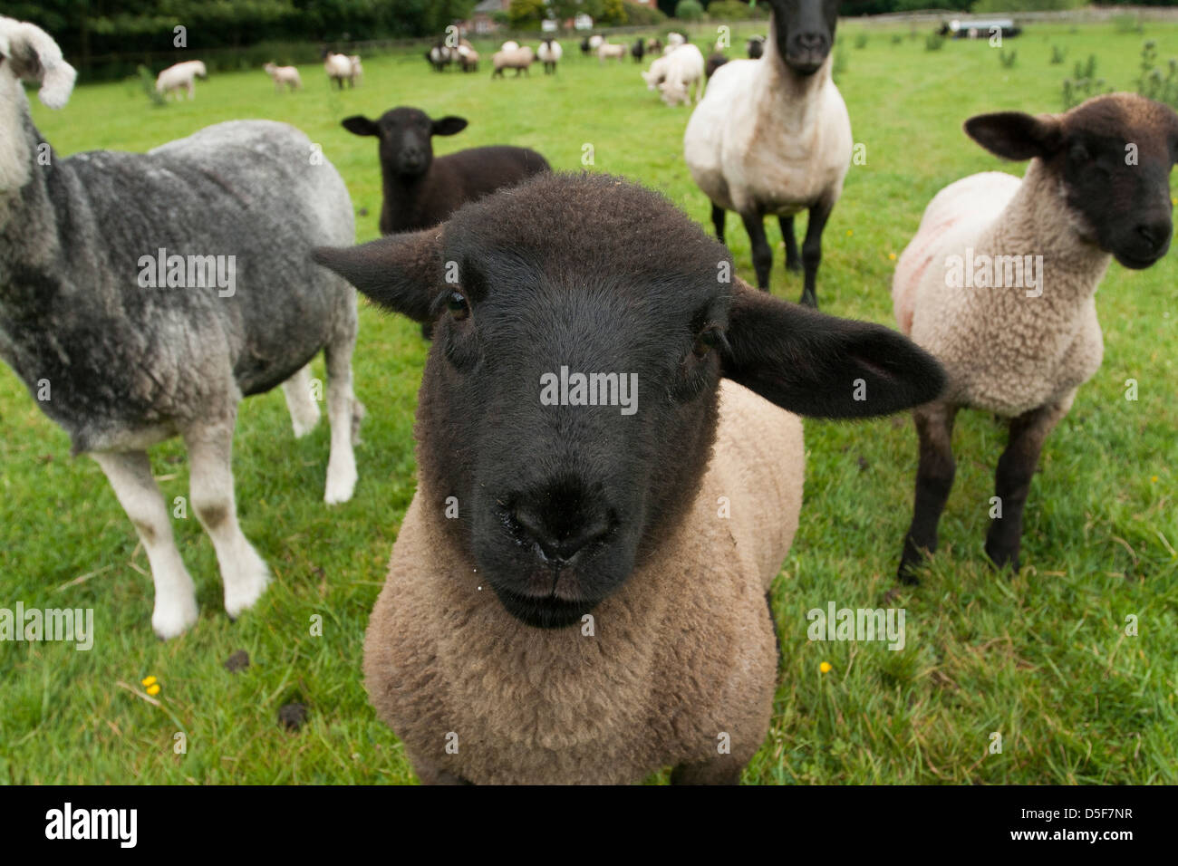 Suffolk sheep posing Stock Photo