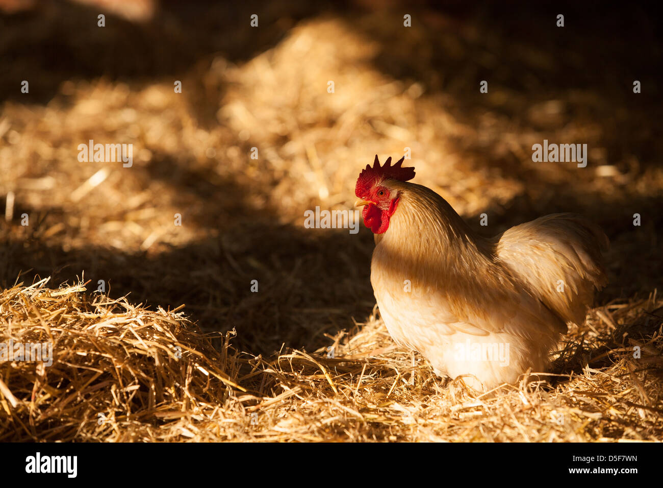 Pekin bantam hires stock photography and images Alamy