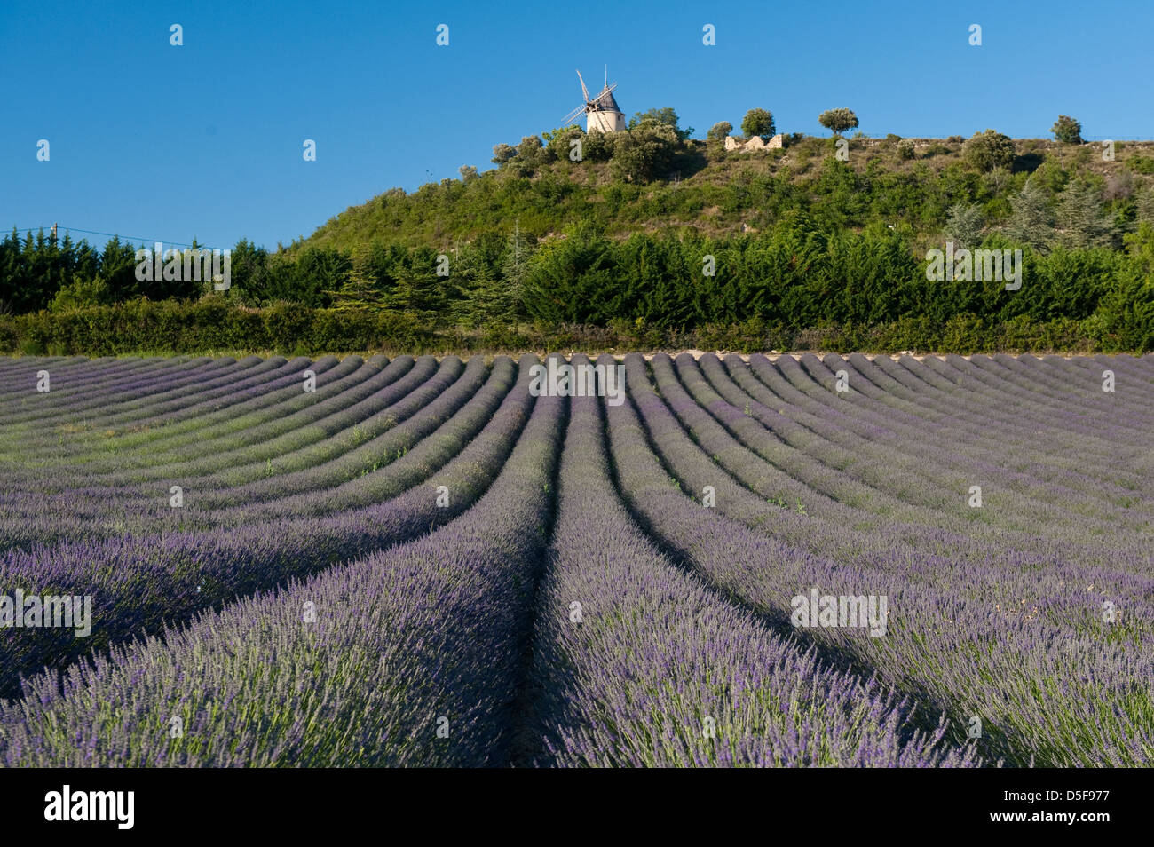 Lavender fields in summer, Provence Stock Photo