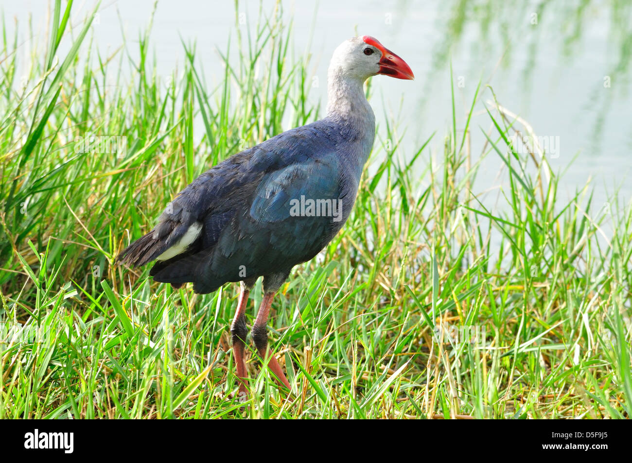 Indian Moorhen (Porphyrio Porphyrio Stock Photo Alamy