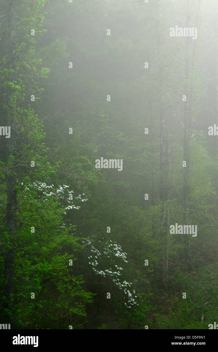 Dogwood trees on a foggy morning along Highway 9 in the Ozark Mountains of Arkansas, USA. Stock Photo