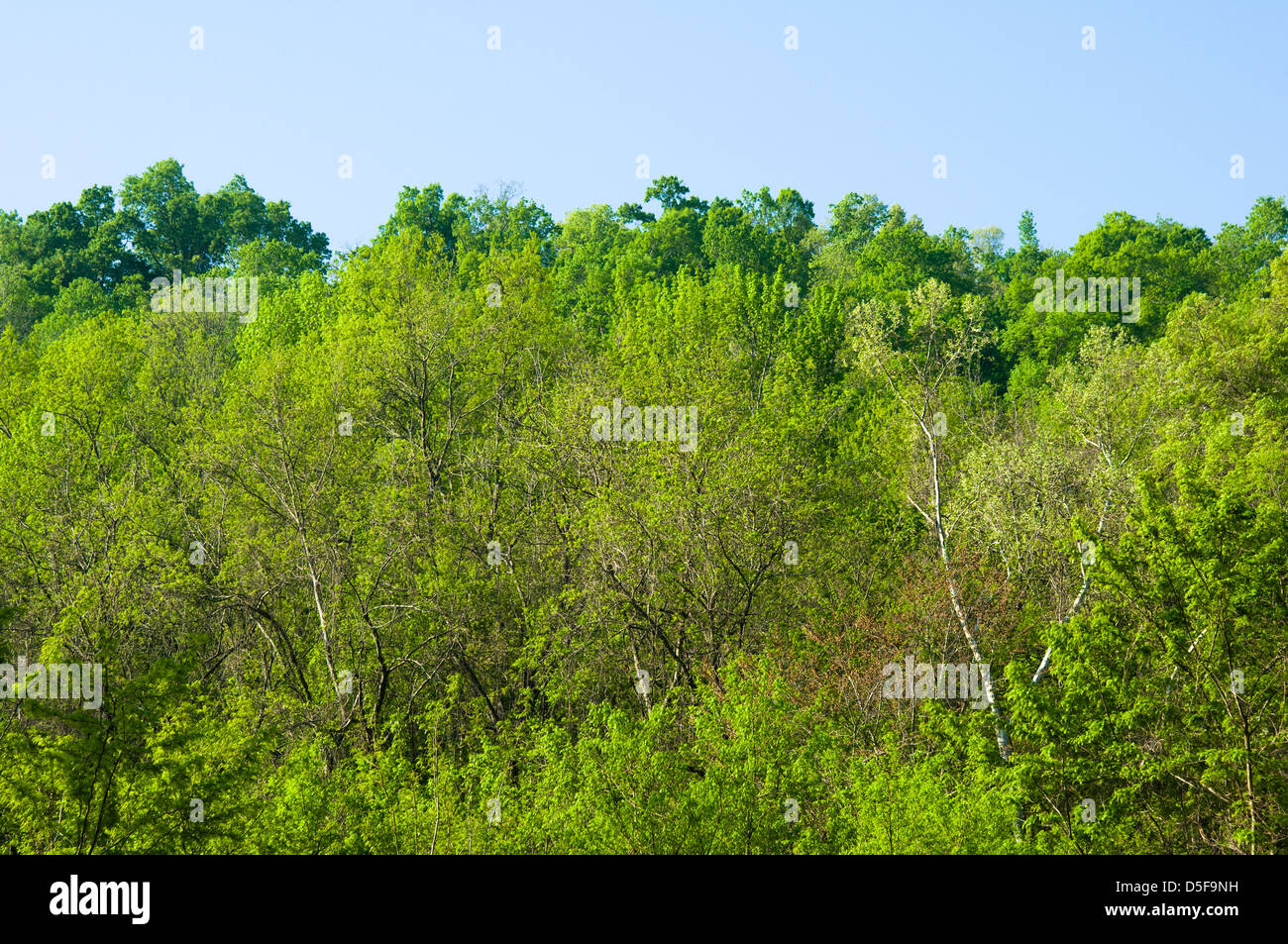 Green foilage in early spring on forest trees in the Ozark Mountains of Arkansas. Stock Photo