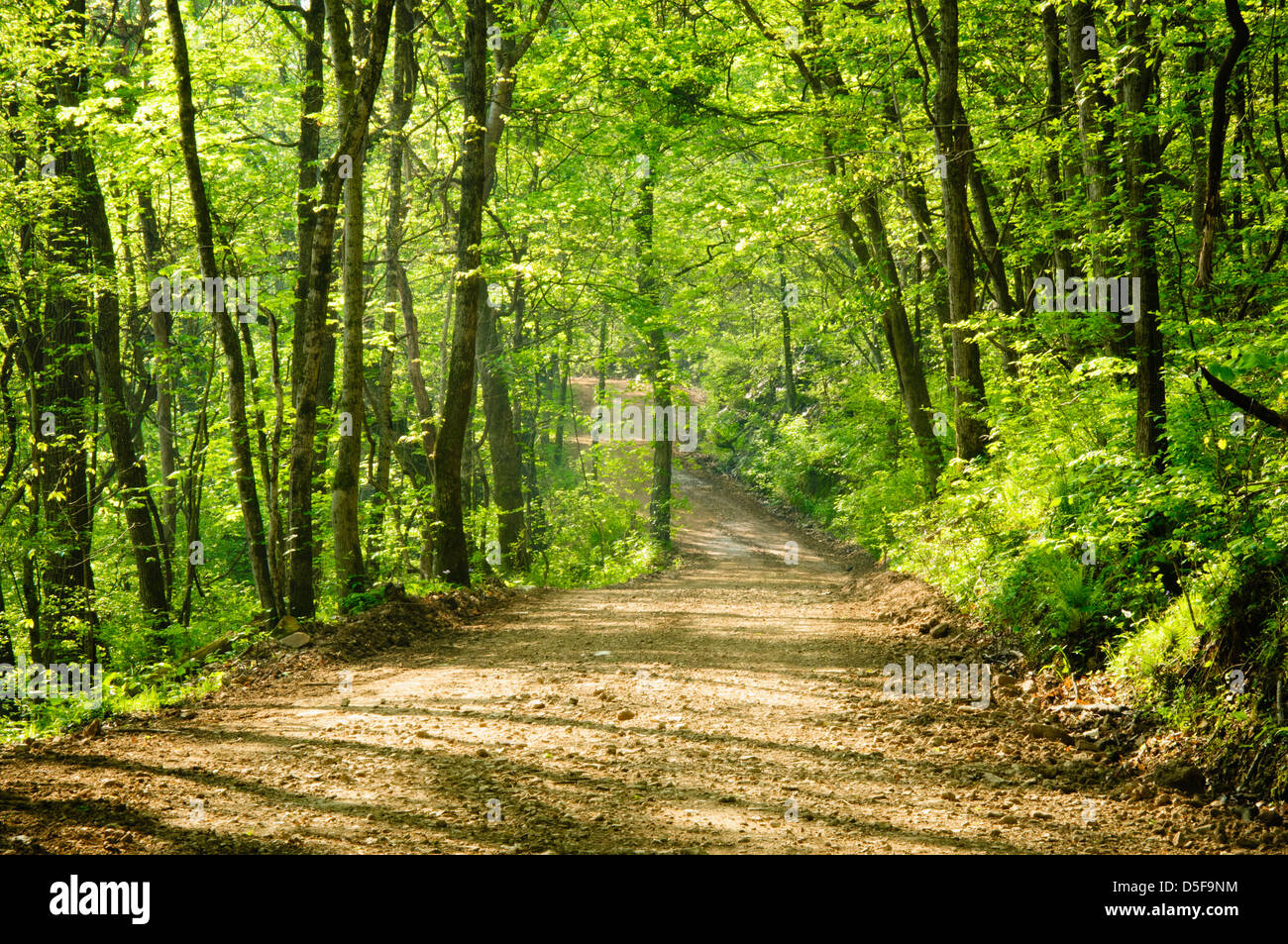 Rural dirt road in the Ozark National Forest just off of Highway 14 in Arkasnas. Stock Photo
