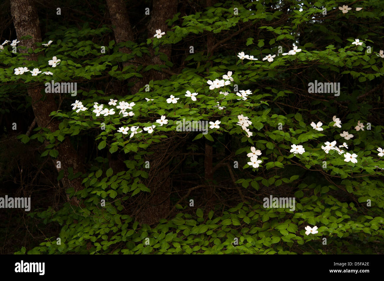 Dogwood tree flowering arkansas hires stock photography and images Alamy