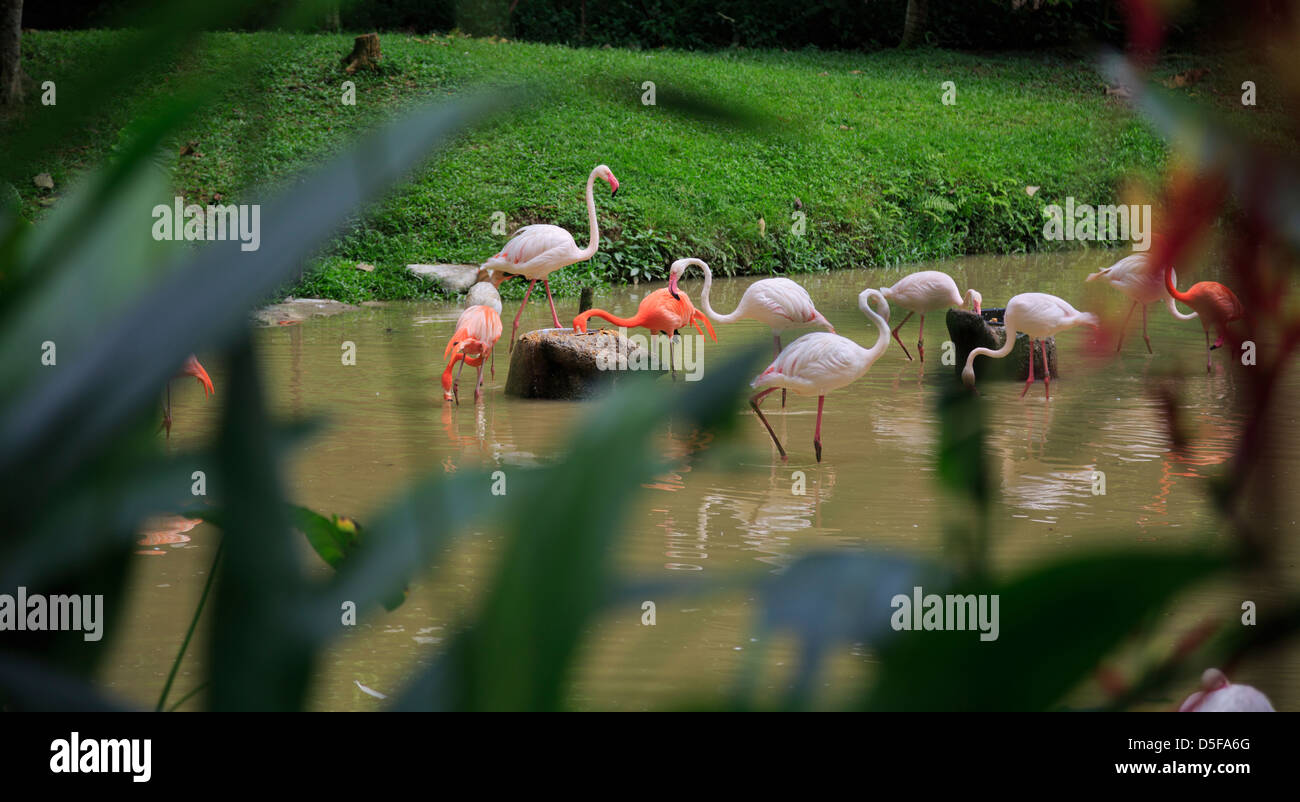 Burung Bangau Stock Photos Burung Bangau Stock Images Alamy