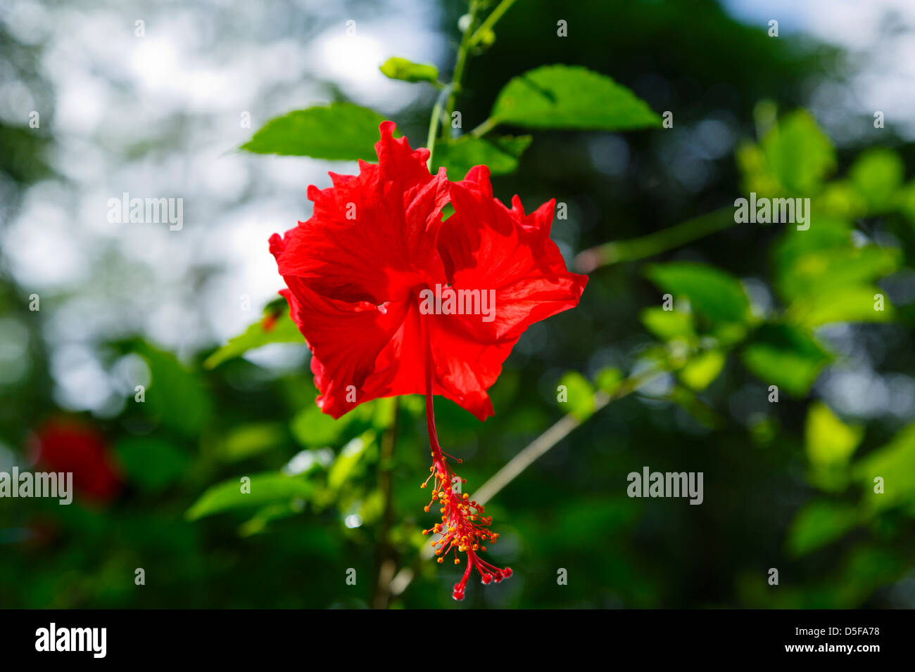 Hibiscus flower red malvaceae hi-res stock photography and images - Alamy