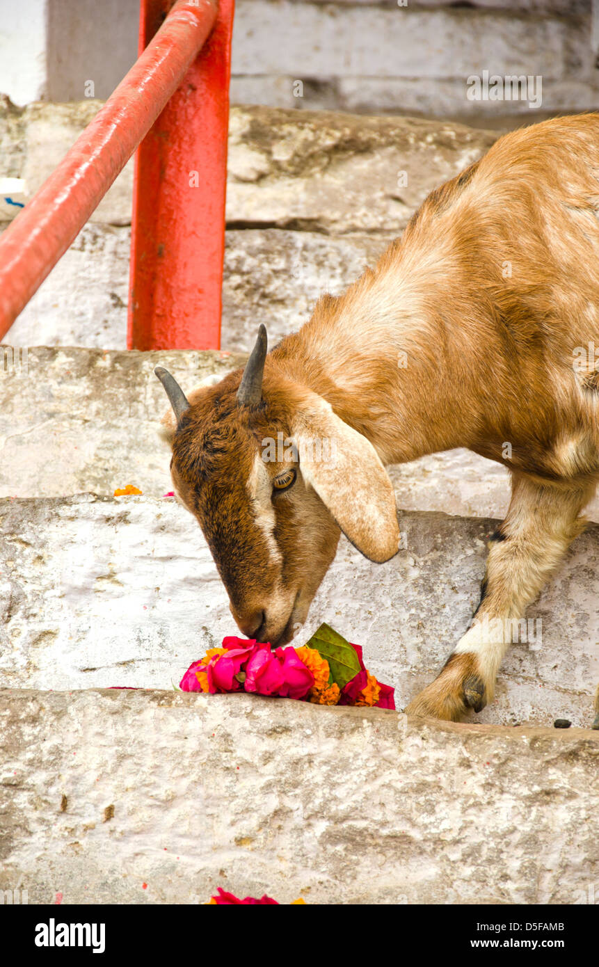 goat eating flowers in sacred city Varanasi, India Stock Photo Alamy