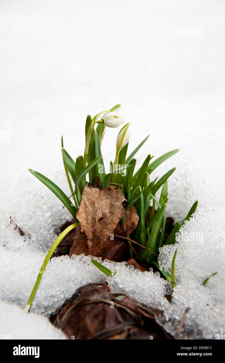 Snowbell Soldanella flowers sprouting through snow and leaf litter in early spring Stock Photo