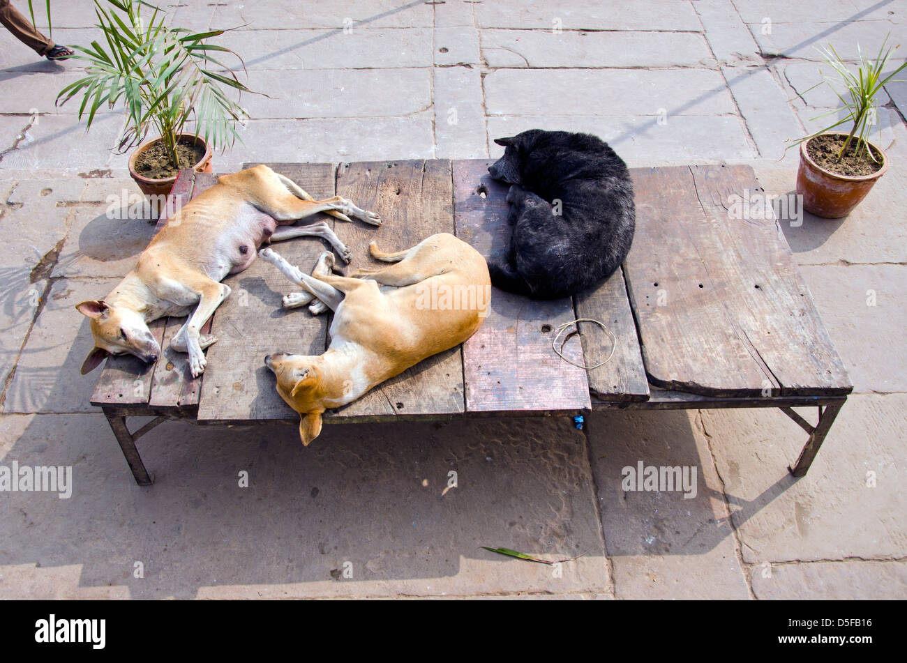 Sleeping dog varanasi india hires stock photography and images Alamy