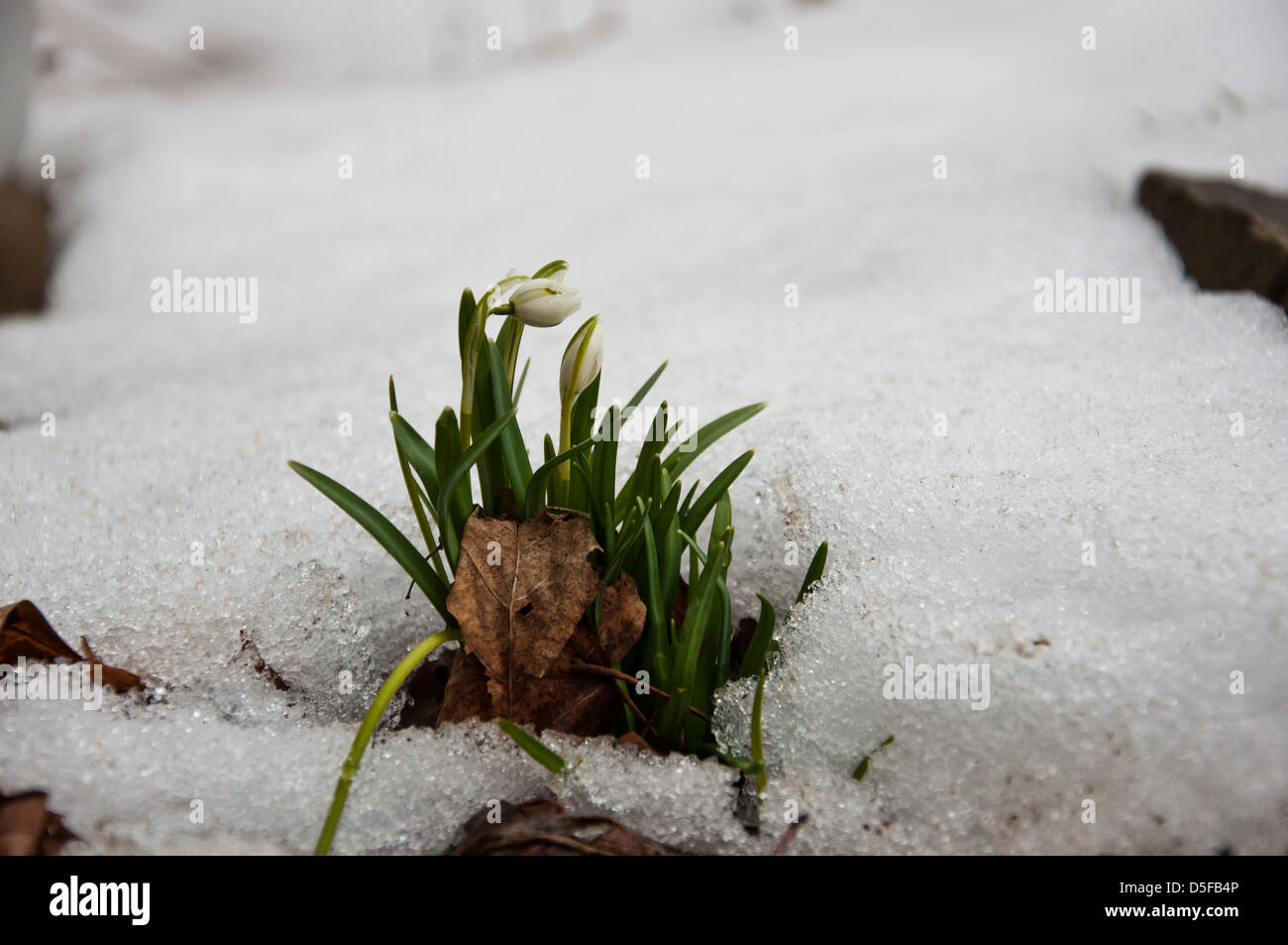 Snowbell flowers sprouting through snow and leaf litter in early spring Stock Photo
