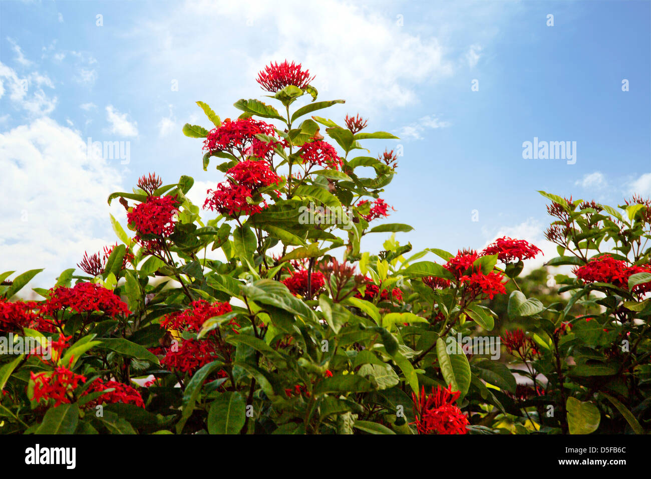 Flowering plants, Mahabalipuram, Kanchipuram District, Tamil Nadu
