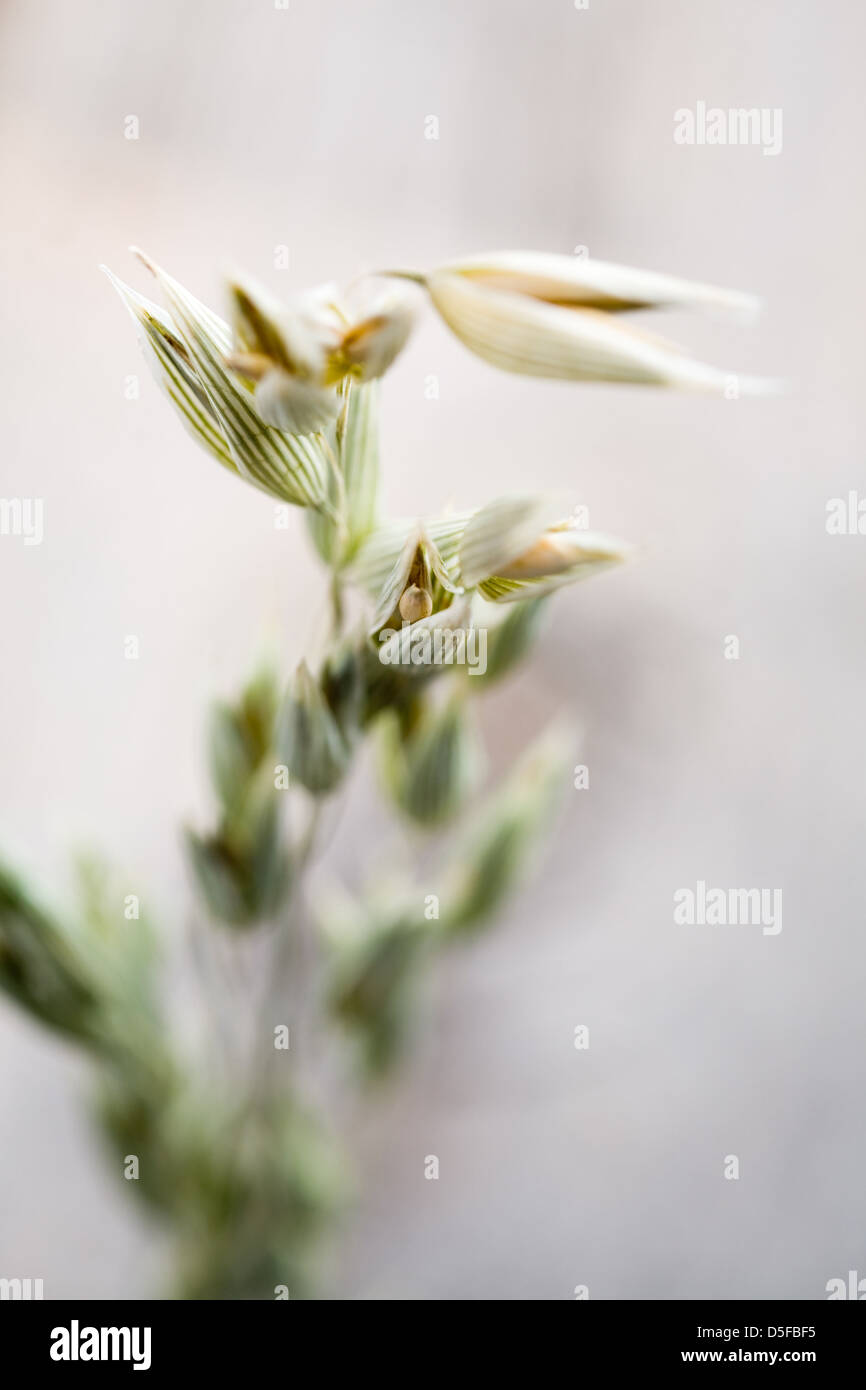 Close up of oat seeds on wooden table Stock Photo