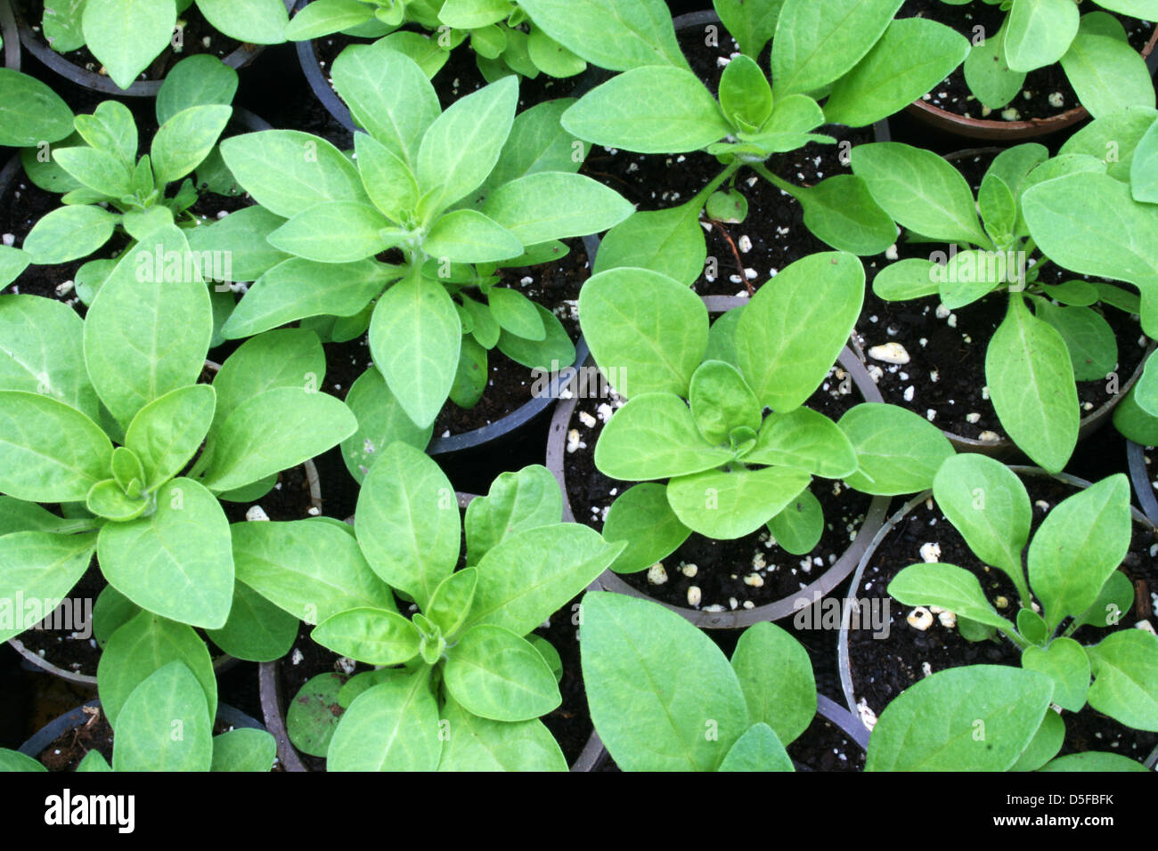 Greenhouse production of flowers Stock Photo Alamy