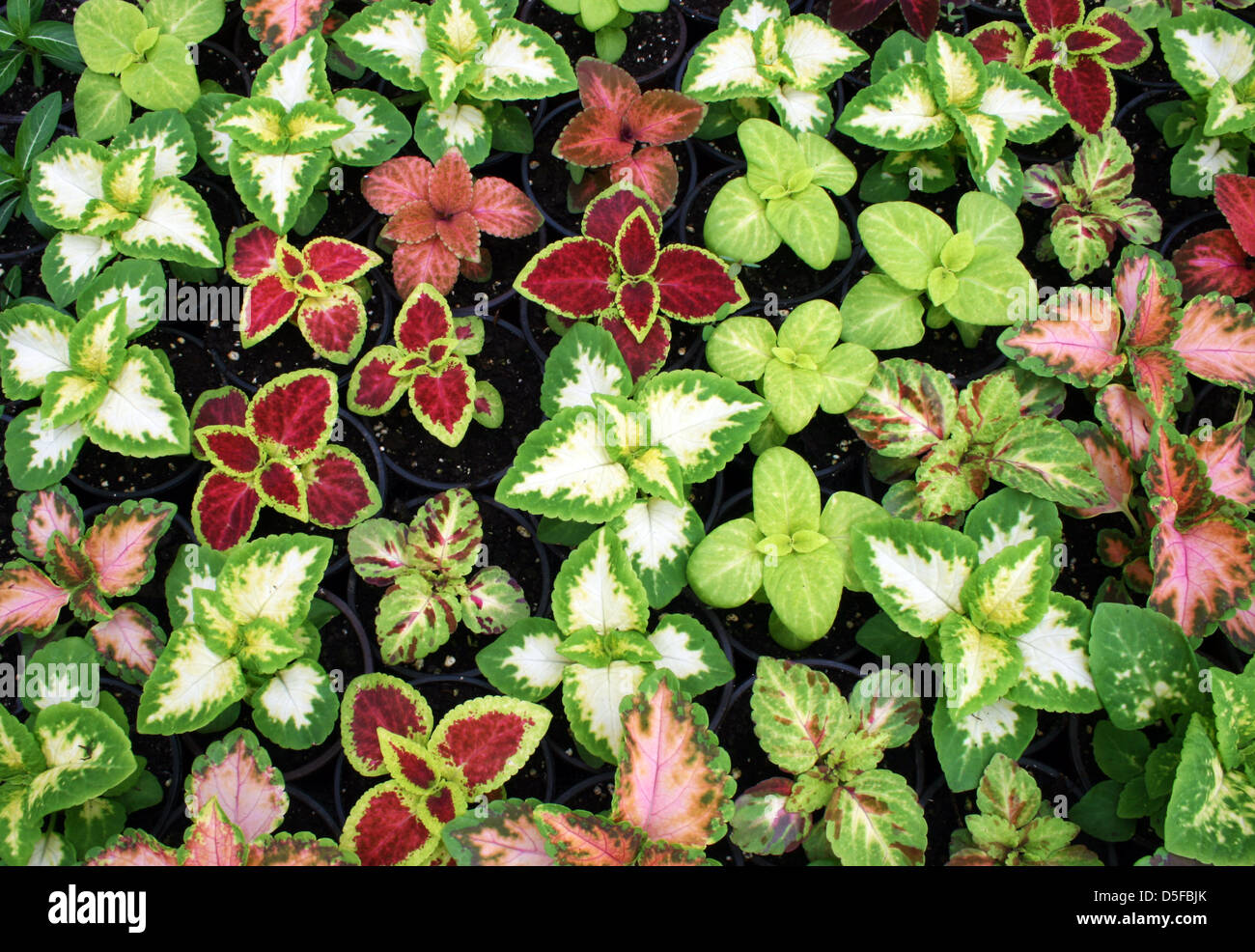 Greenhouse farming of colorful flowers Stock Photo Alamy