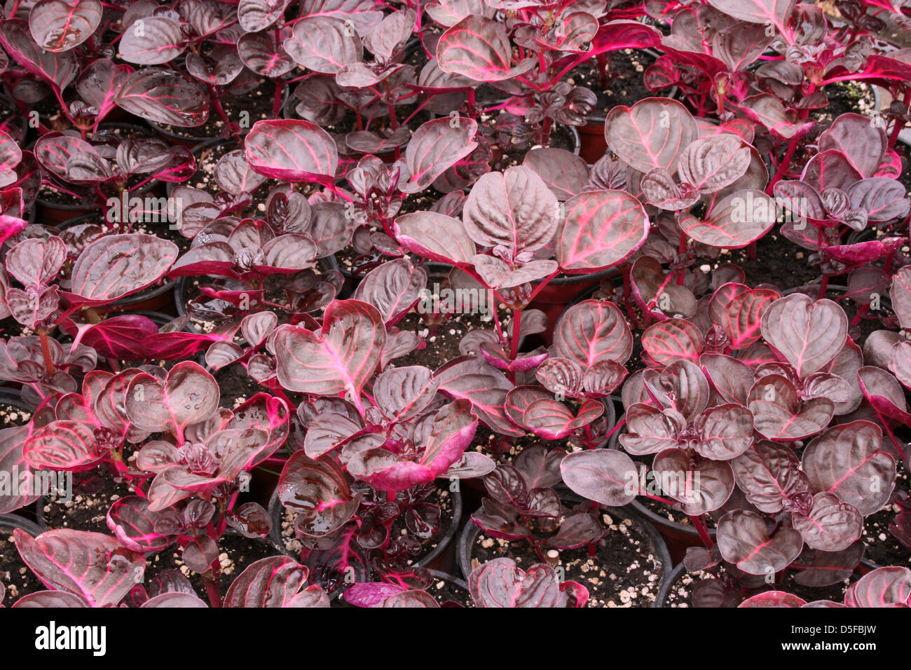 Greenhouse farming of colorful flowers Stock Photo Alamy