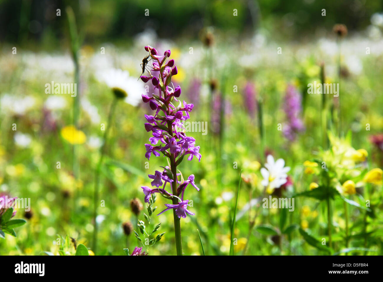 Colourful summer meadow Stock Photo