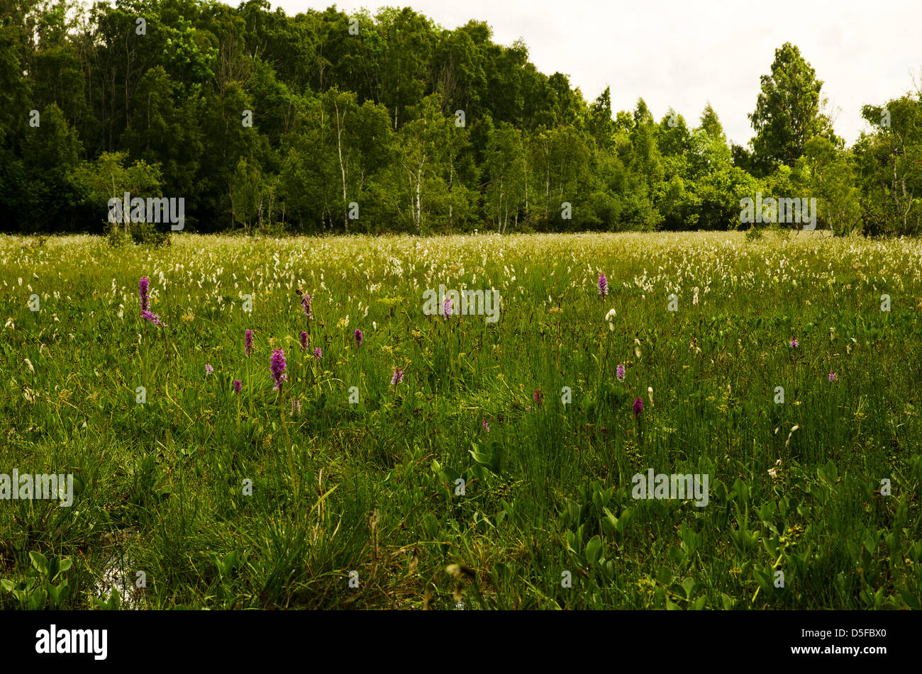 From orchids marshland Stock Photo