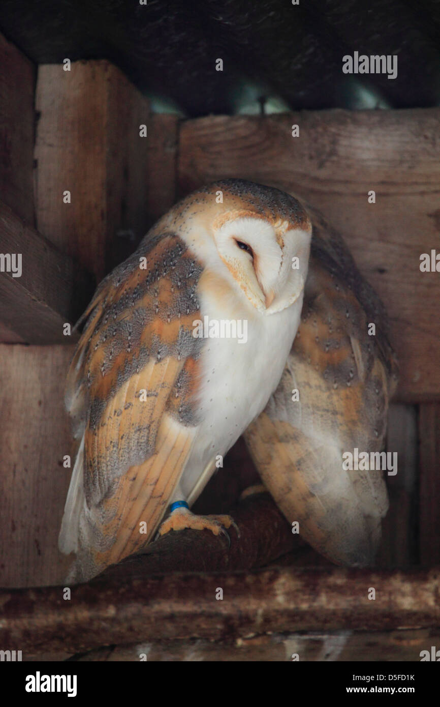 Barn owls (Tyto alba) Stock Photo