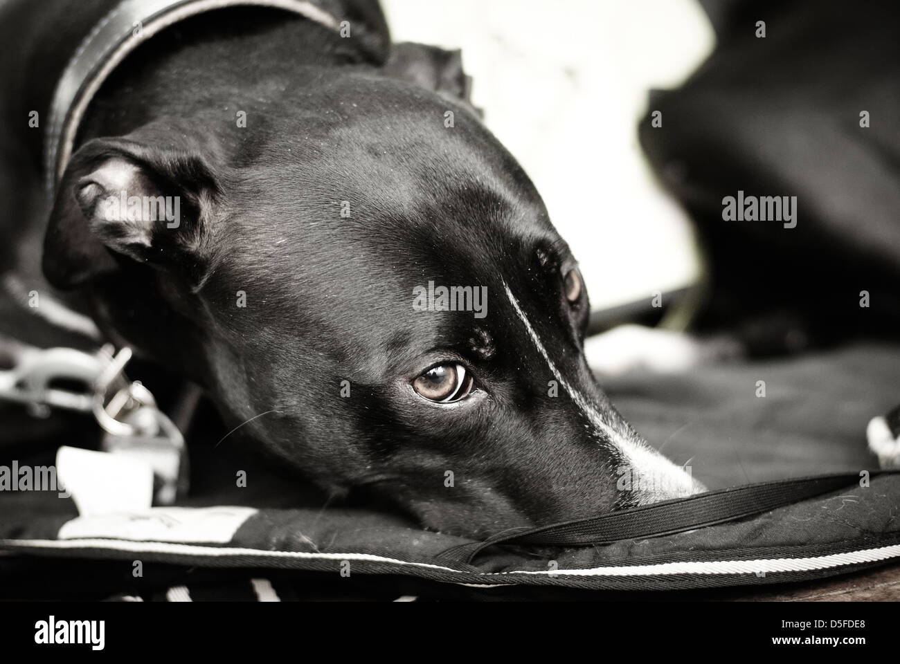 Racing Greyhound Stock Photos & Racing Greyhound Stock ...