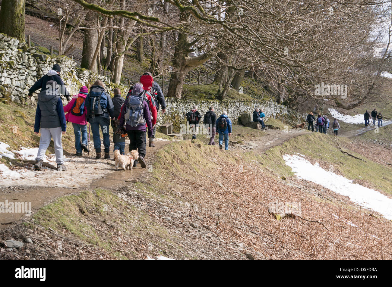 Large group of walkers on the Coffin Road from Grasmere to Rydal Mount Easter 2013 Lake District Cumbria England UK Stock Photo