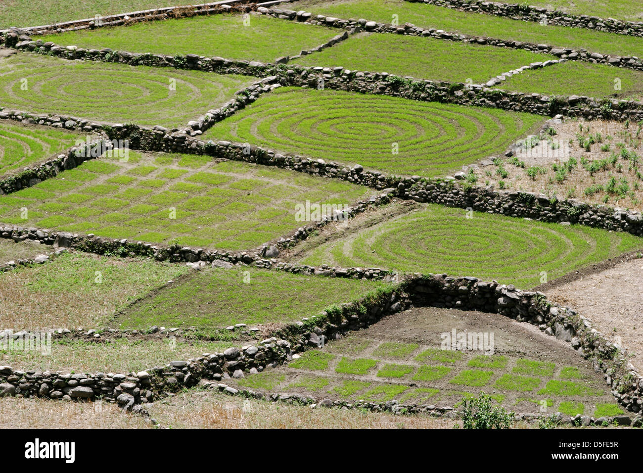 Patterns In Rice Field Rice fields in the Garhwal. The growing patterns are designed to ...