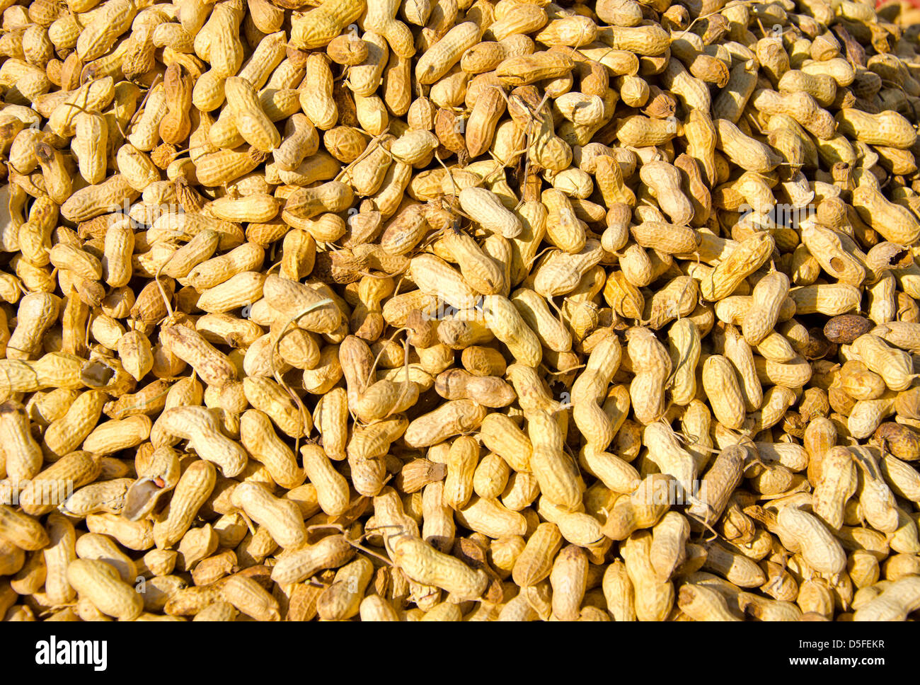 Peanut peanuts nutshell seeds hires stock photography and images Alamy