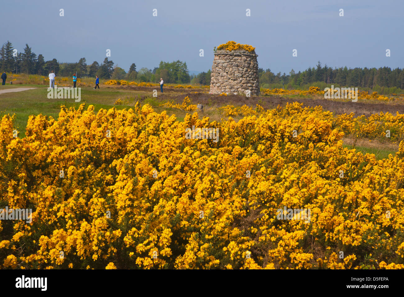 Culloden Battlefield, yellow broom, Visitors, Inverness, Highland Region, Scotland Stock Photo
