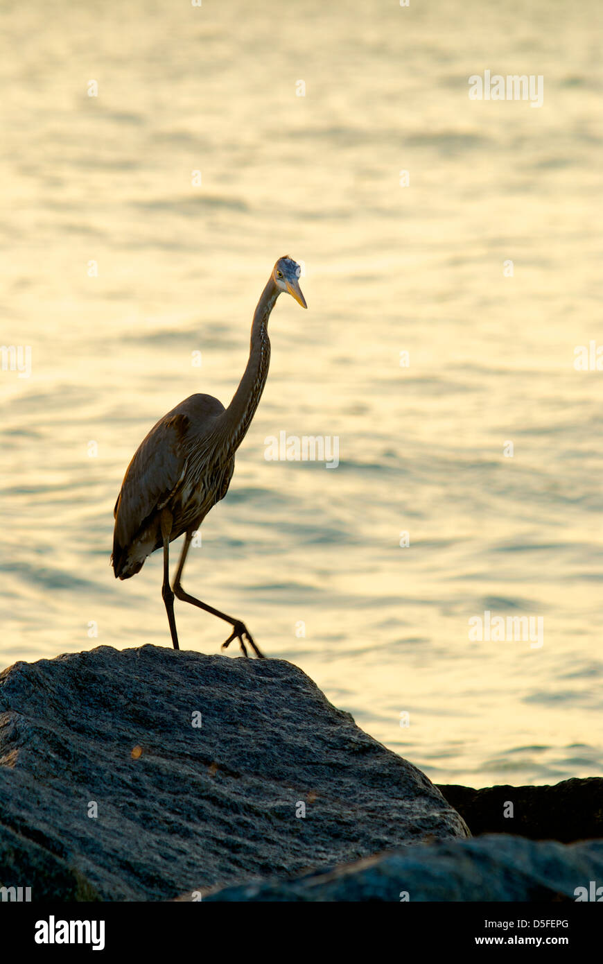 Great Blue heron on the rocks at the Jetty in Venice Florida Stock Photo