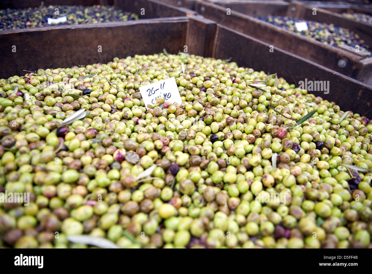 Green ripe olives in wooden crates labelled and classified ready to be
