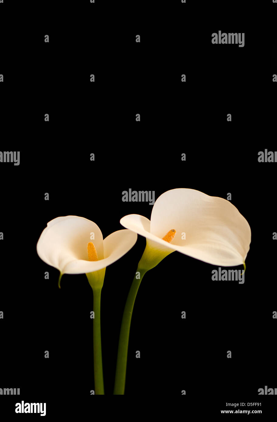 Giant white arum lily or common arum lily, Zantedeschia aethiopica flowers, on black background. Stock Photo