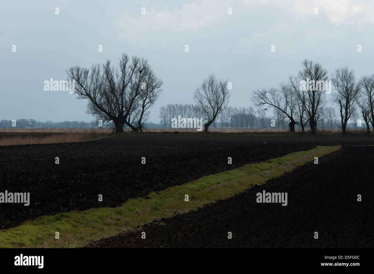 Fens, Cambridgeshire, England, March 2013. Black soil,and creepy trees, a Fenland Landscape. Stock Photo