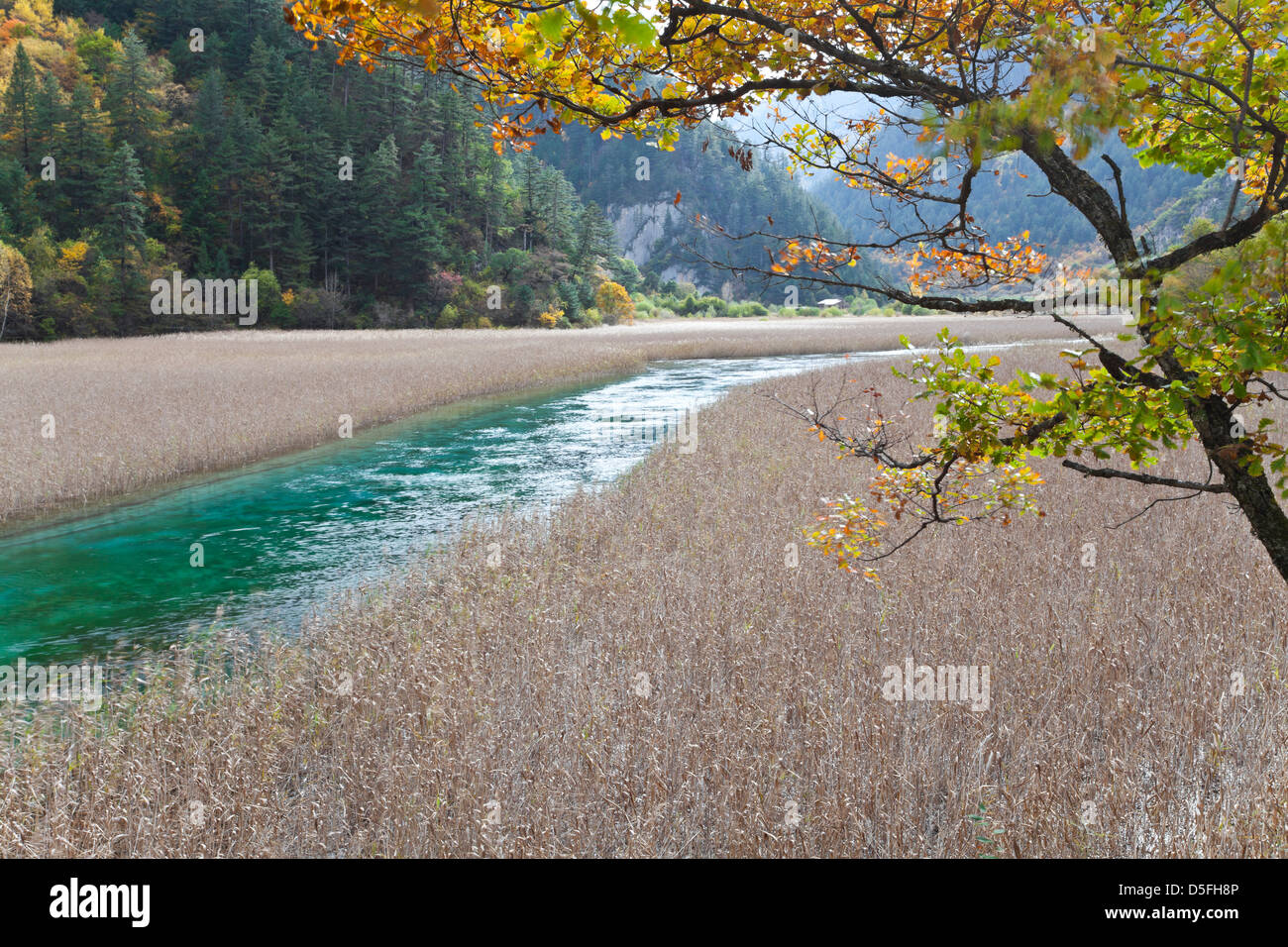 reed lake in jiuzhaigou Stock Photo Alamy