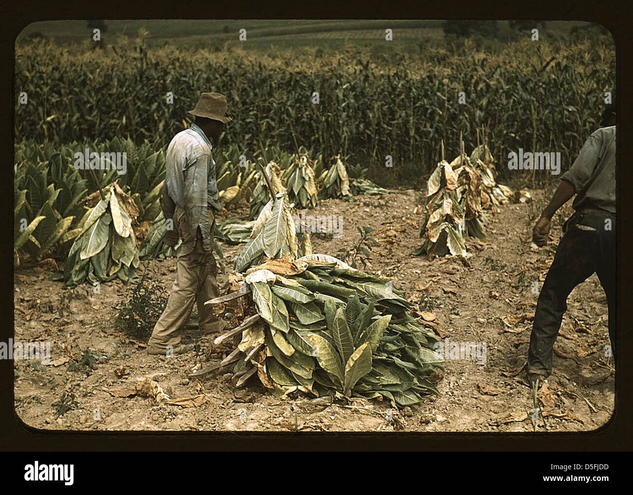 Tobacco farm kentucky hi-res stock photography and images