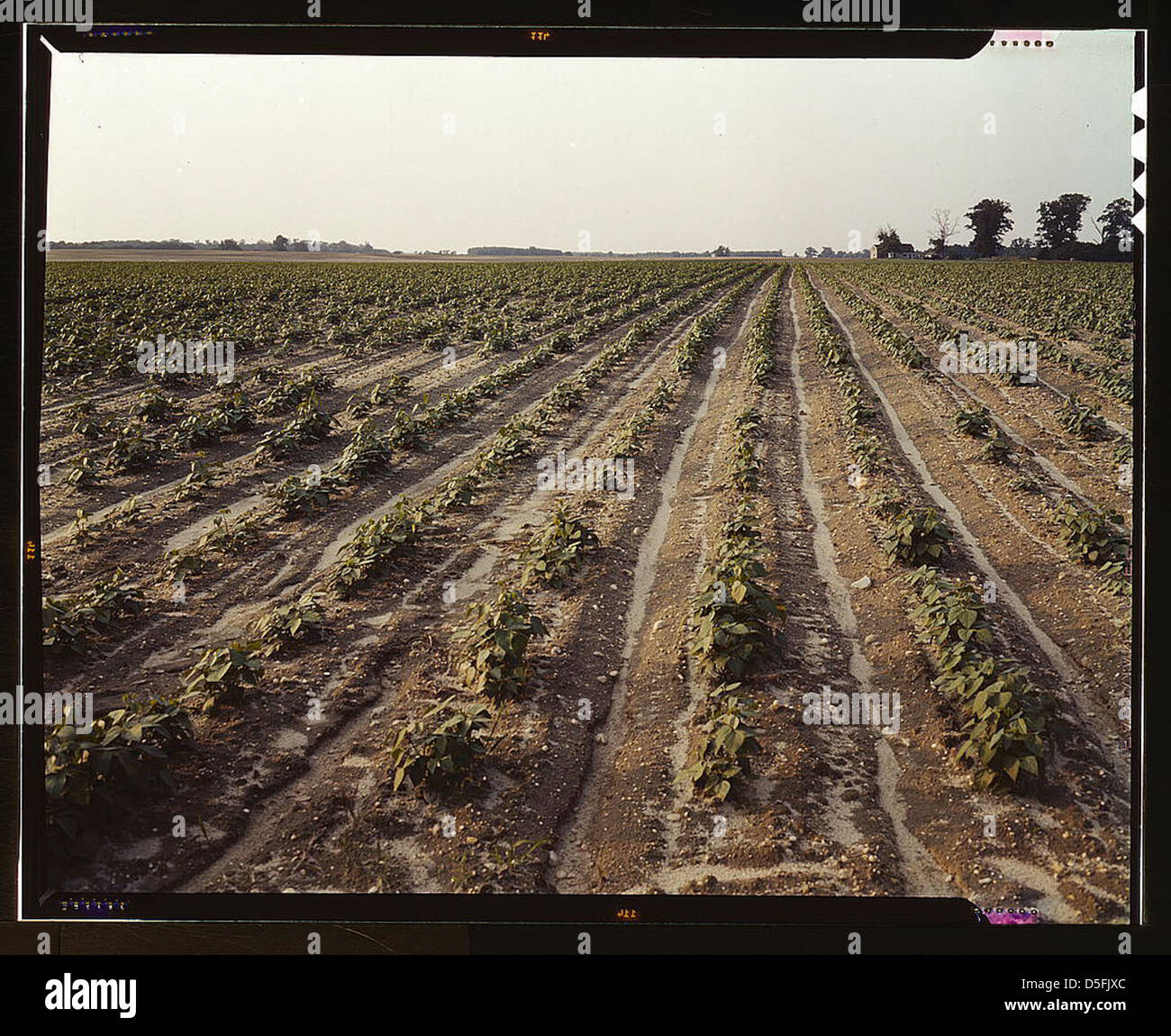 Bean fields, Seabrook Farm, Bridgeton, N.J. (LOC Stock Photo Alamy