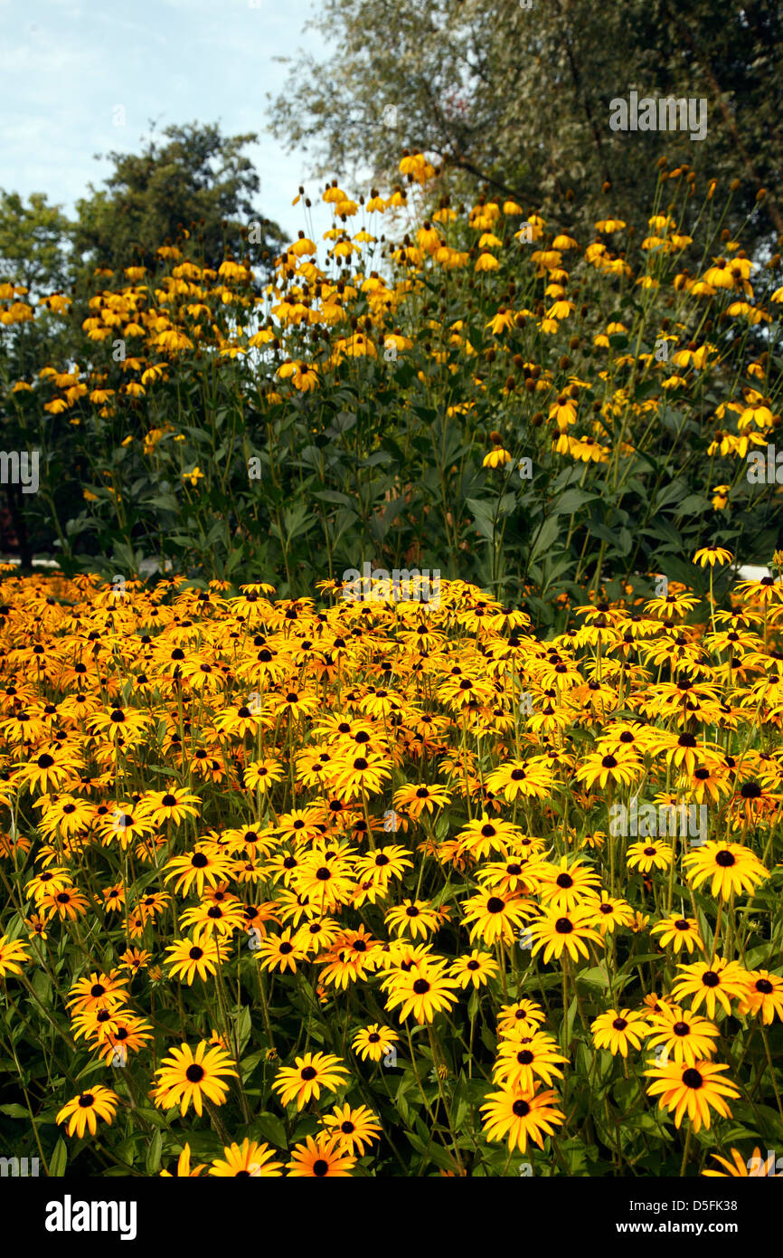IGS 2013, international gardenshow, flowers at Islandpark,  Hamburg Wilhelmsburg, Germany Stock Photo