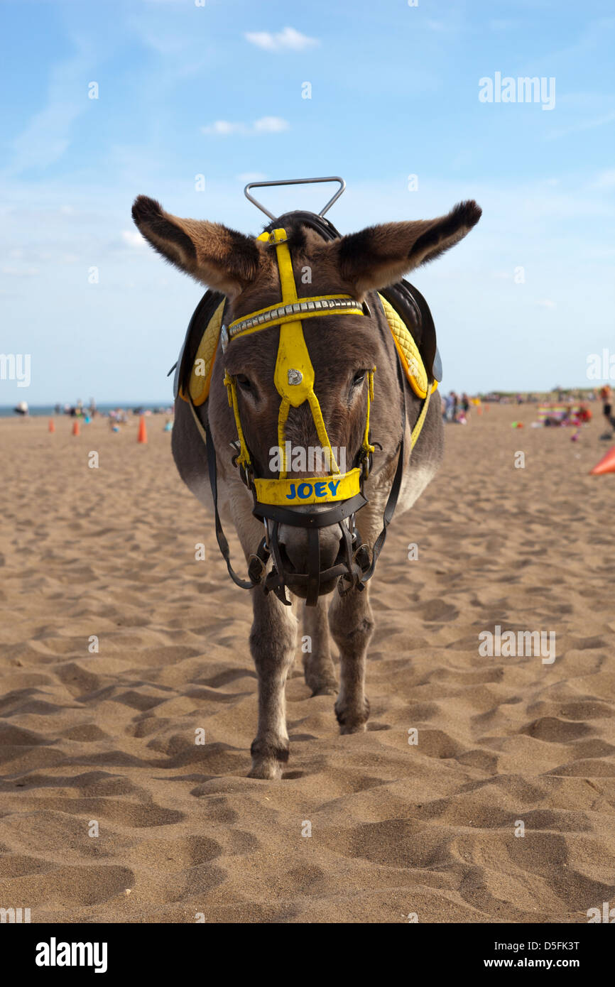 Go Donke Riding Awesome Donkey Ride : Understanding The Meaning Behind Ride Her Donkey ...