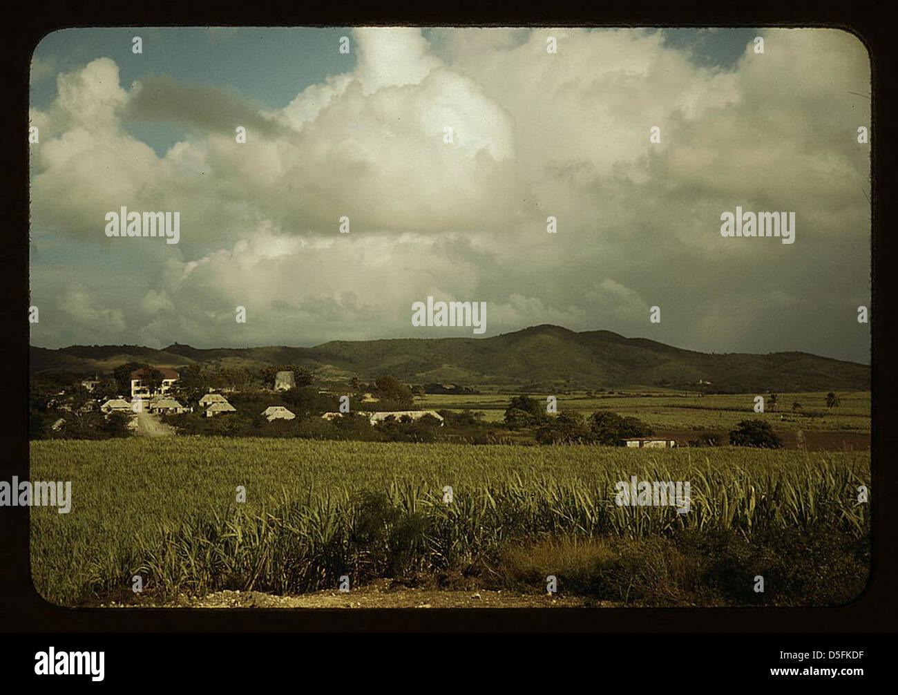 Sugar cane country, the Virgin Islands (LOC Stock Photo Alamy