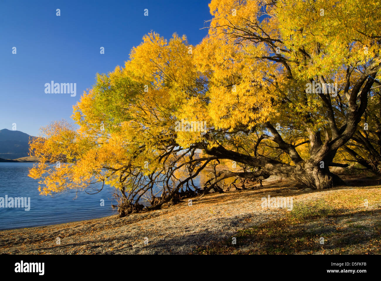 Autumn colors on lake Wanaka, south island, New Zealand Stock Photo - Alamy