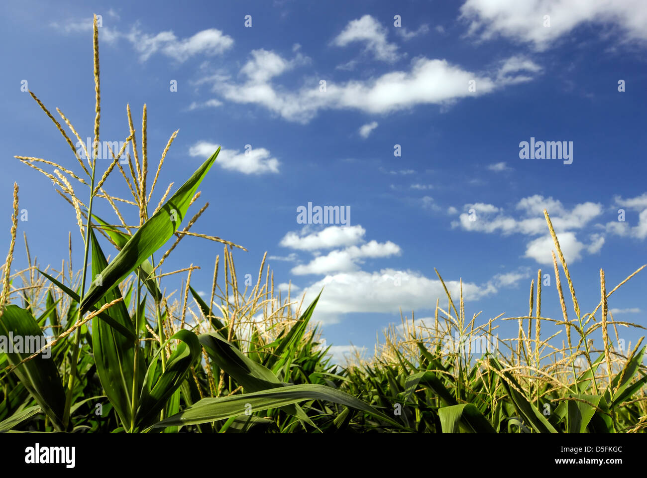 Corn tassel hires stock photography and images Alamy