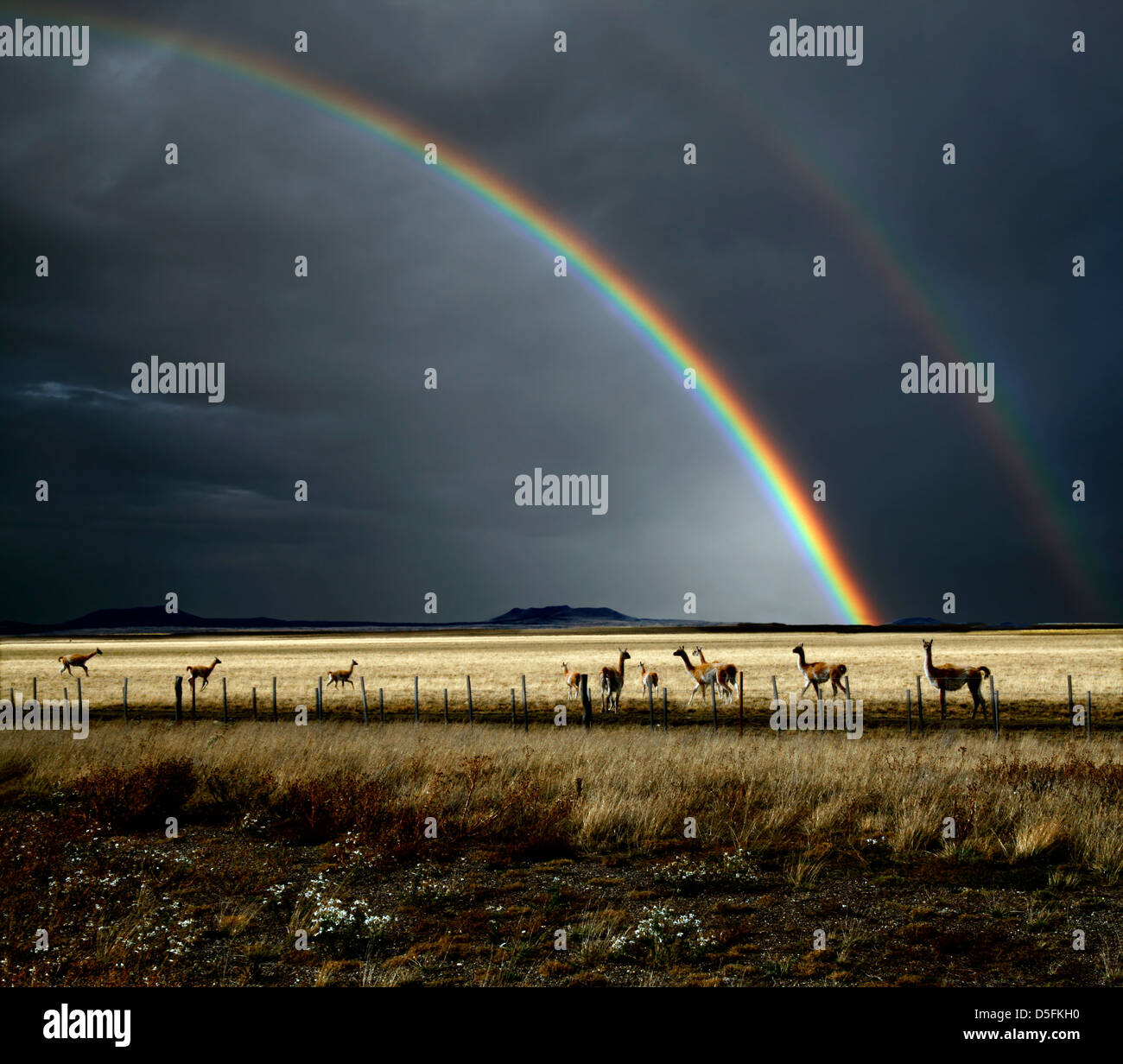 The rainbow after the storm, and guanacos are in an area of Patagonia Stock Photo