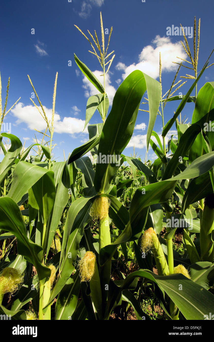 Corn cob tassel agriculture hires stock photography and images Alamy