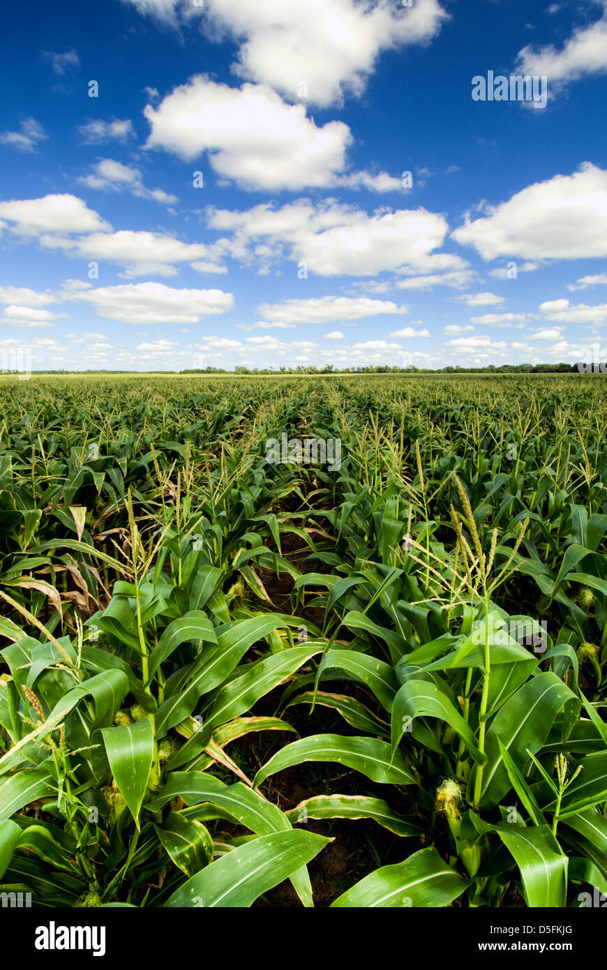 Corn tassels and corn in a corn field Stock Photo