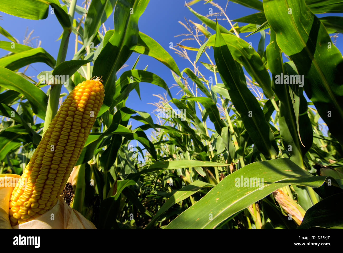 Closeup of corn in corn field Stock Photo